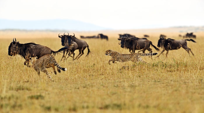 4 days Masai Mara and Nakuru safari