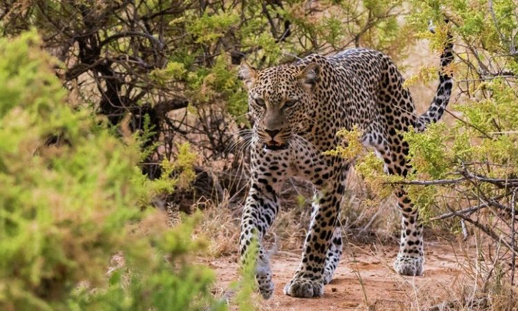 5 days Tanzania Wildlife safari