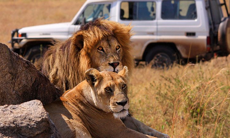 Wildlife safari in Kenya