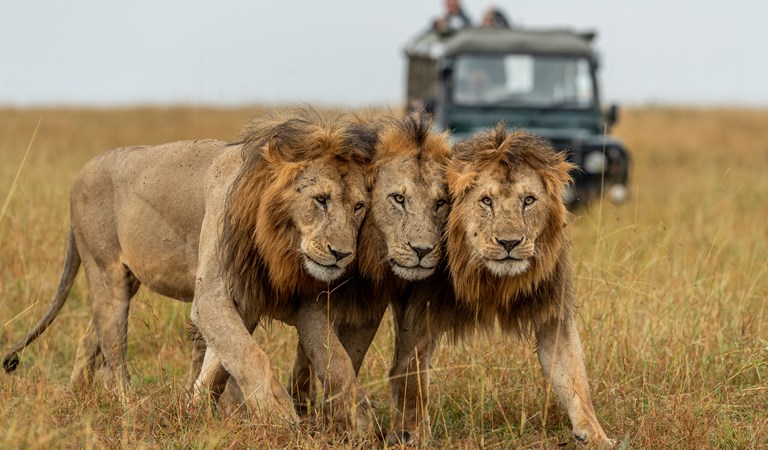 Unrevealing the hidden treasures in Tanzania wildlife