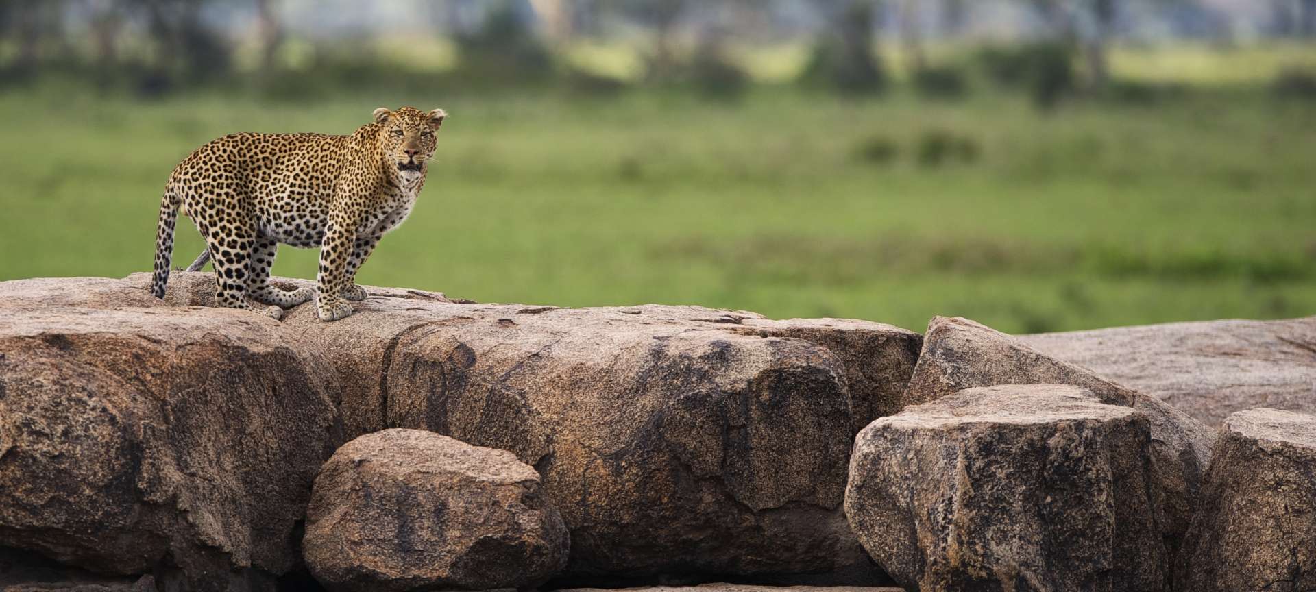 4 days Serengeti Big Cats safari