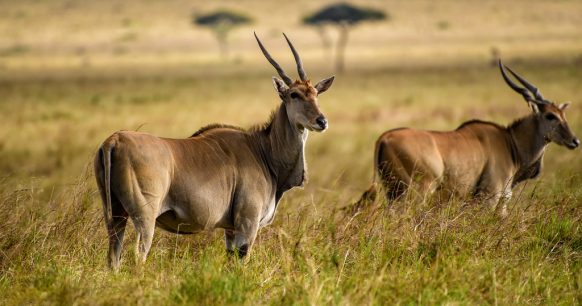 Mkomazi National Park Safari