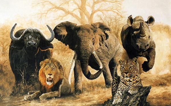 The Big Five Wildlife Animals in Tanzania
