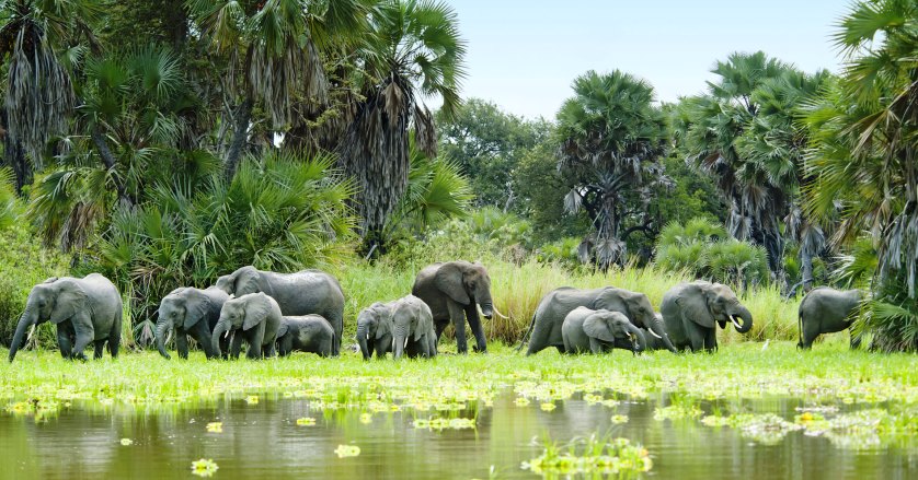 6 Amazing Reasons to visit Selous Game Reserve