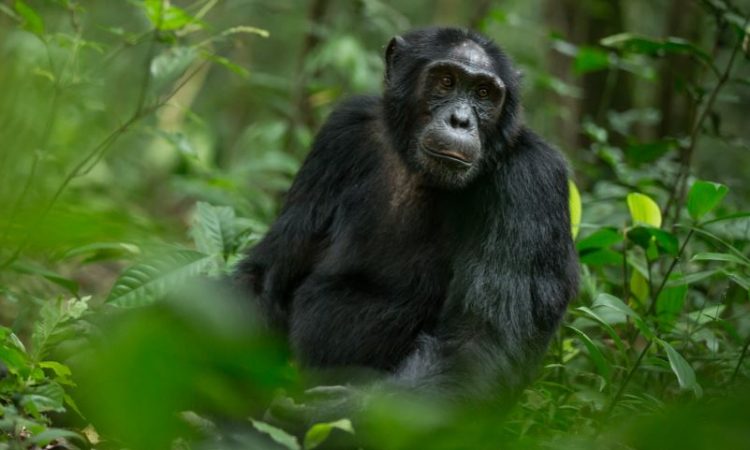 Chimpanzee Trekking Safari in Tanzania