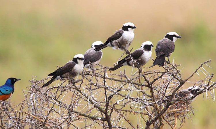 Top 5 Birding Destinations in Tanzania