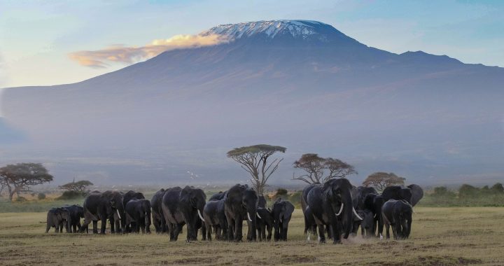 What to know about first time safari in Tanzania