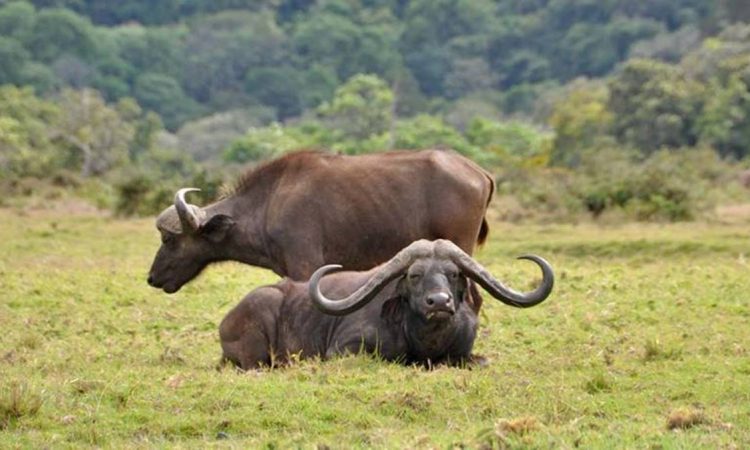 2 Days Arusha National Park Safari