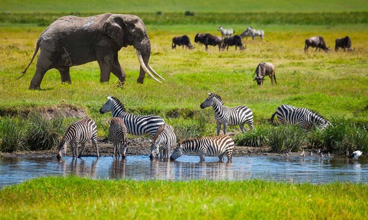 7 Days Tanzania Wildlife Safari