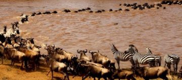 Attractions in Serengeti National Park