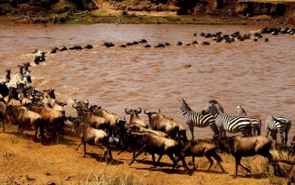 Attractions in Serengeti National Park