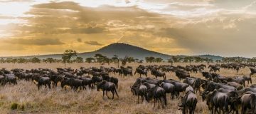 Reasons to Visit Tanzania 