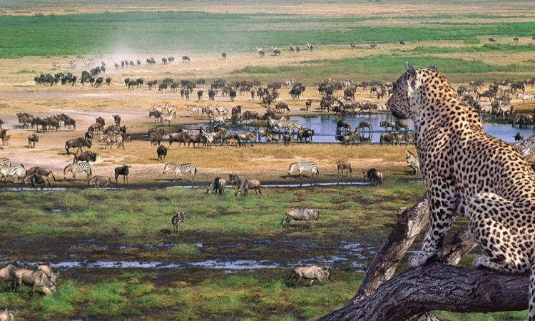 4 Days Ngorongoro Wildlife Tour