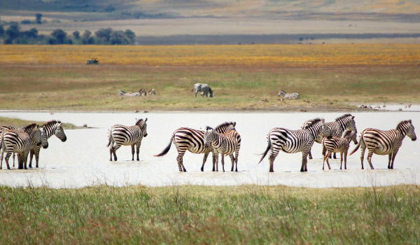 4 Days Safari to Tarangire, Serengeti and Ngorongoro Crater