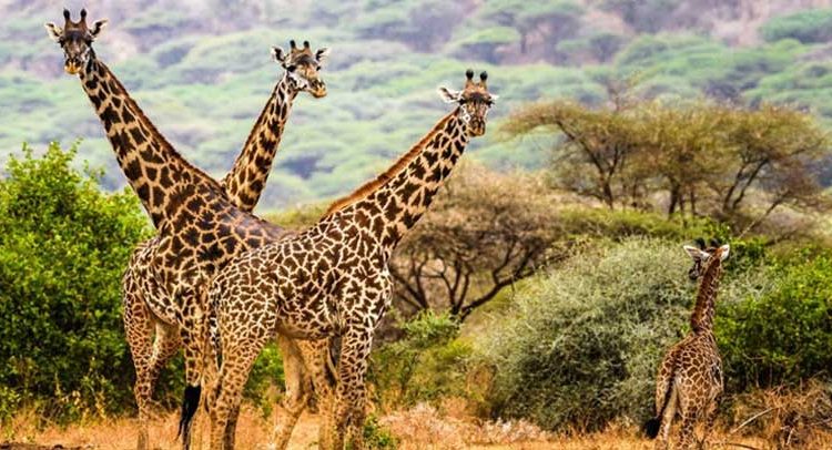 4 Days Tanzania Wildlife tour