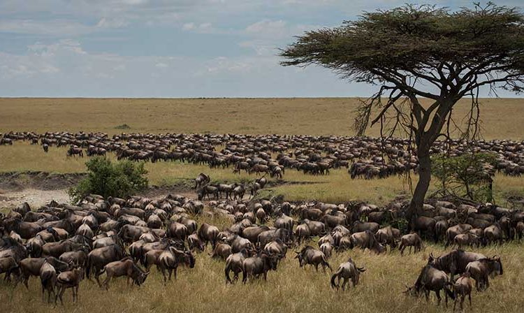 The Great Wildebeest Migration in Tanzania