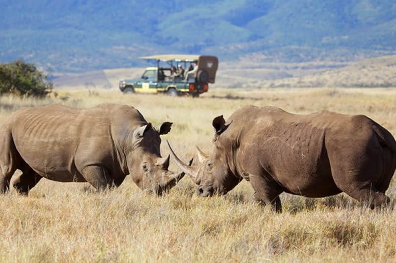 7 Things To Prioritize When Going On A Tanzania Safari Tour