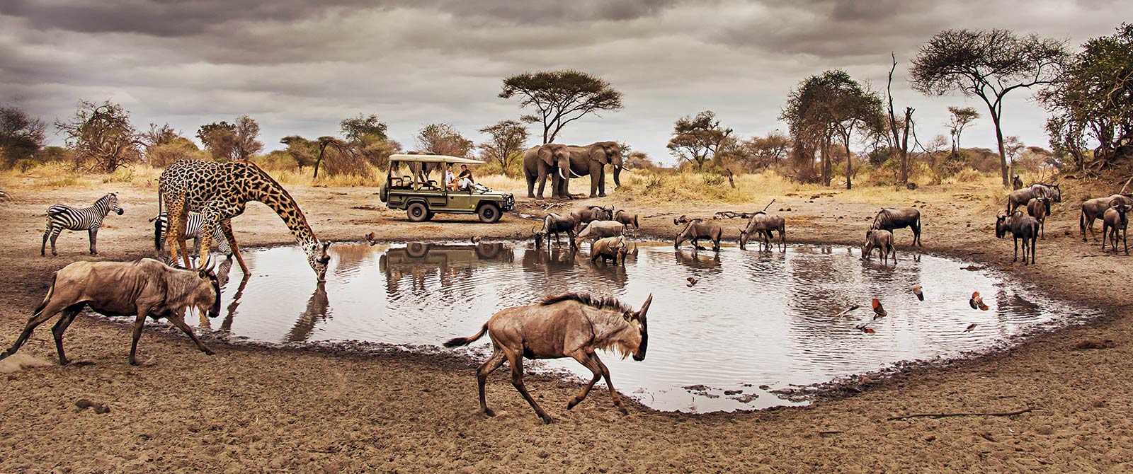 Serengeti National Park Wildlife | Explore Wildlife in Serengeti