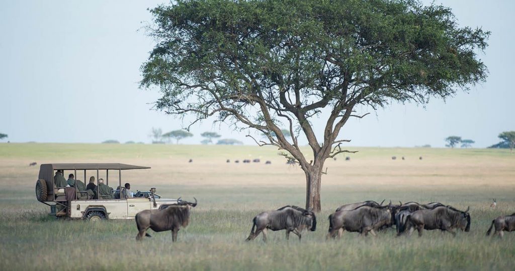 wildebeest migration 