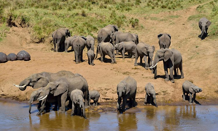 6 days Tanzania highlights safari