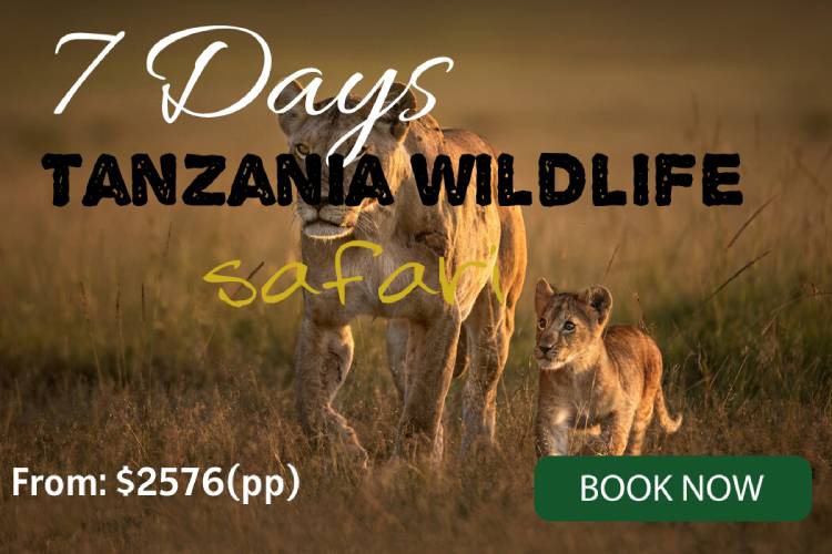 4 days budget safari in Rwanda