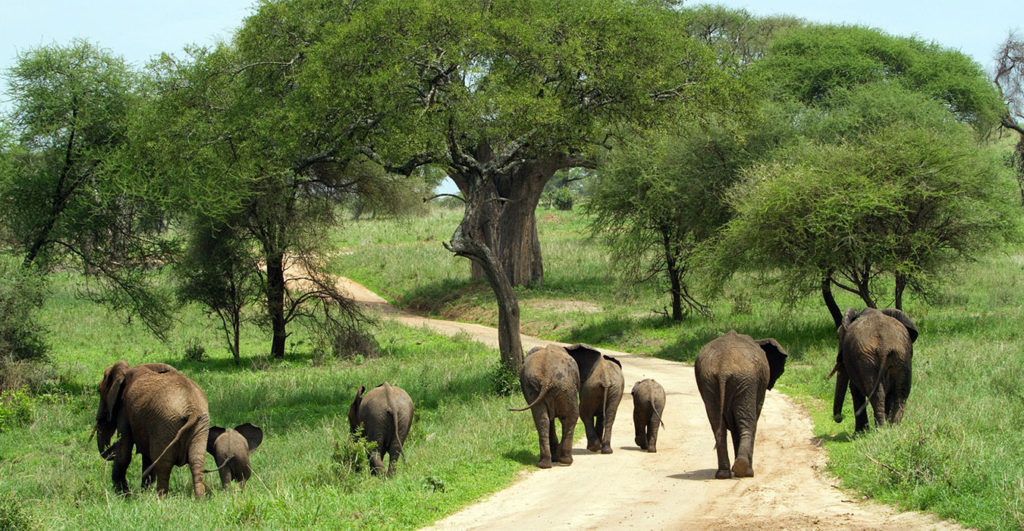 Tanzania safari tour