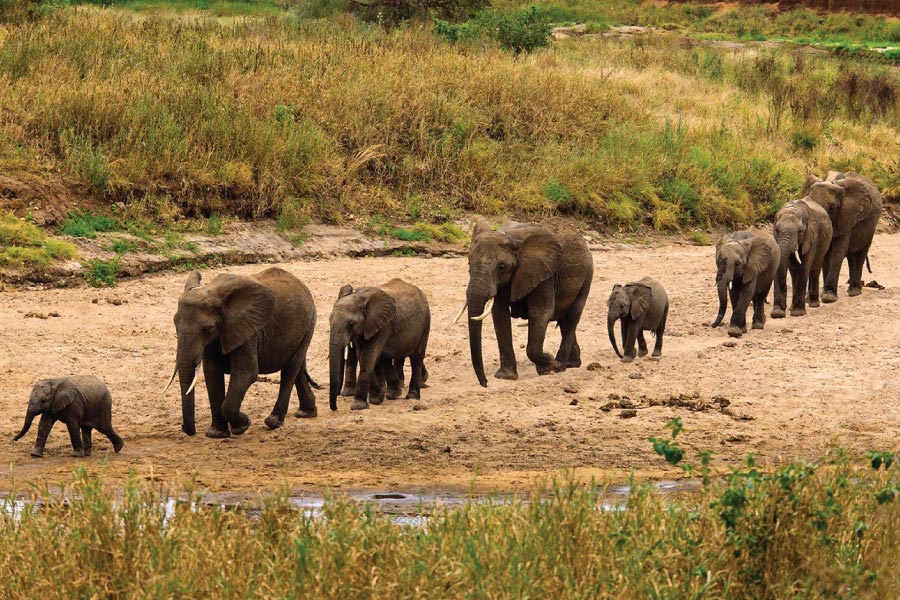 Tanzania Safari Excursion