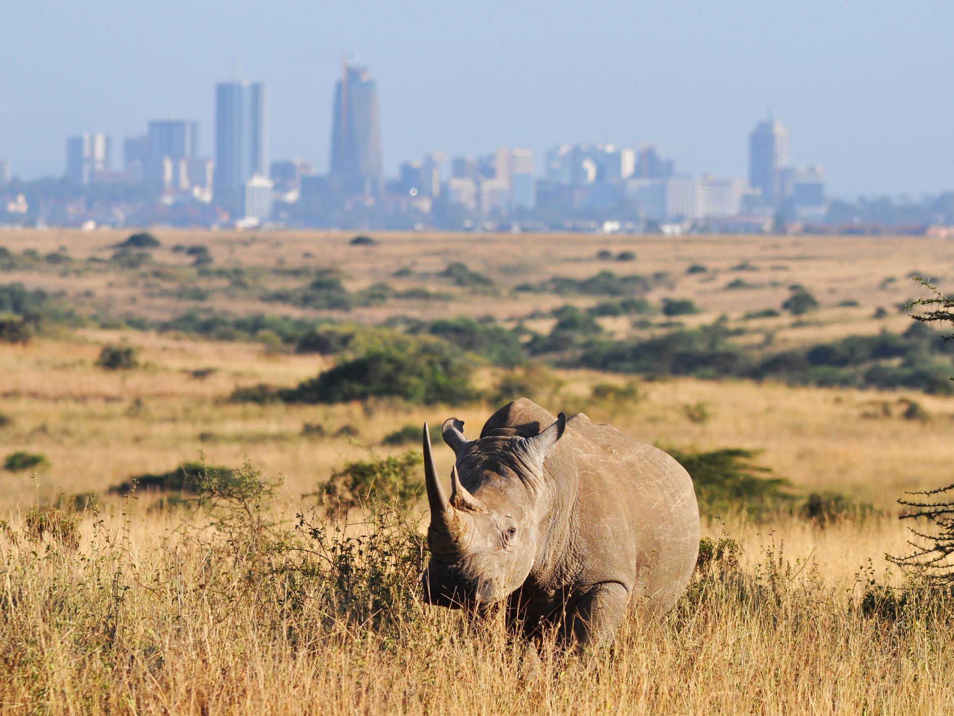 Nairobi National Park Kenya Wildlife Safaris Kenya Safaris Tours