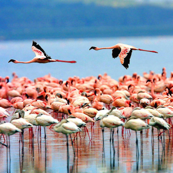Lake Manyara park Tanzania