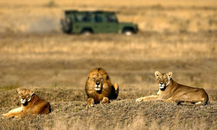Tanzania and Kenya safari