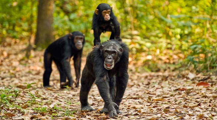 5 Gombe National Park Facts