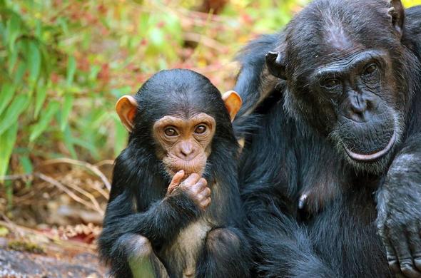 Visit the Mahale and Gombe Chimpanzee