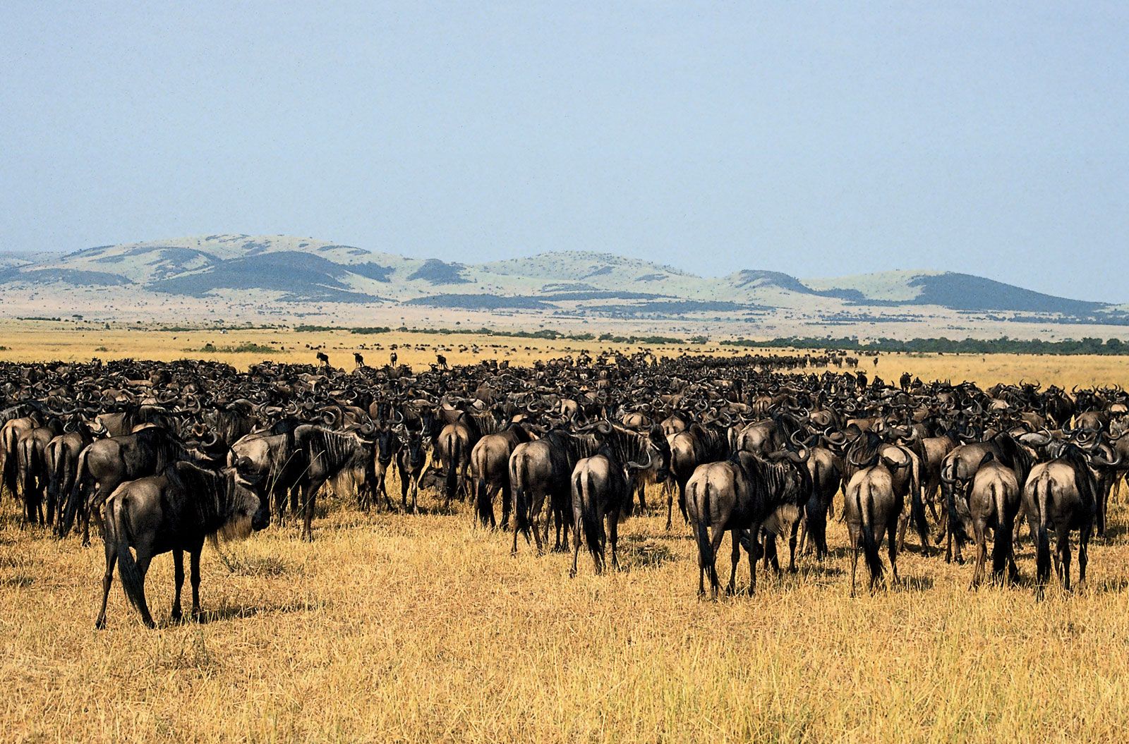 Serengeti national park Tanzania