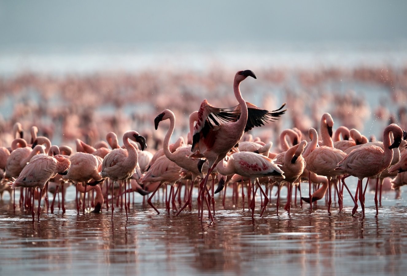Explore the Beauty of Tanzania Birds
