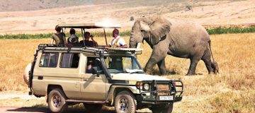 10 days Masai Mara, Serengeti and Bwindi gorilla safari