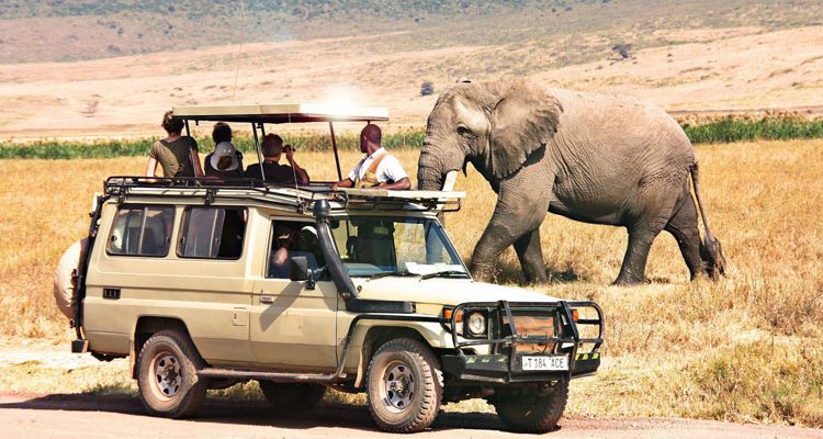10 days Masai Mara, Serengeti and Bwindi gorilla safari