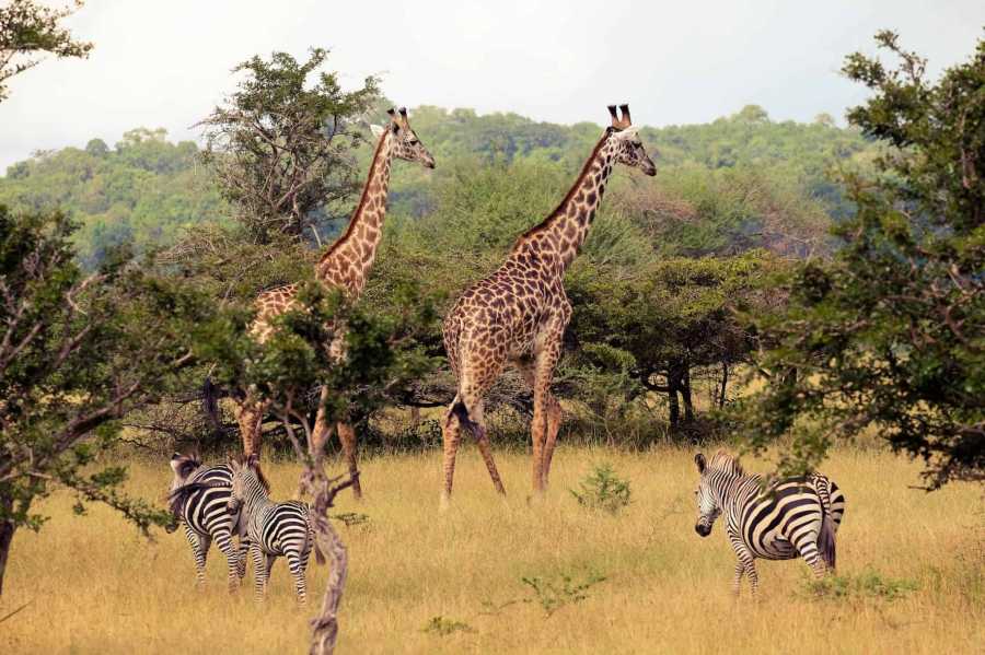 What is the biggest national park in Tanzania?