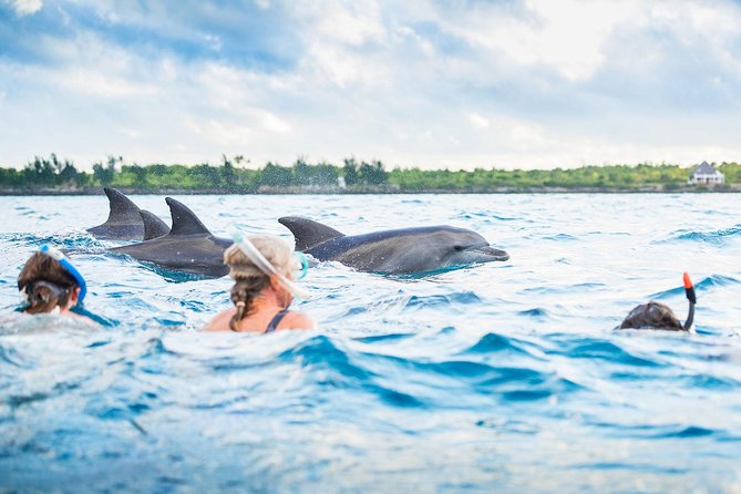 Dolphin tours in Zanzibar