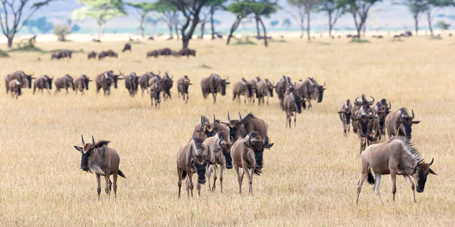 Tanzania safaris in the dry season