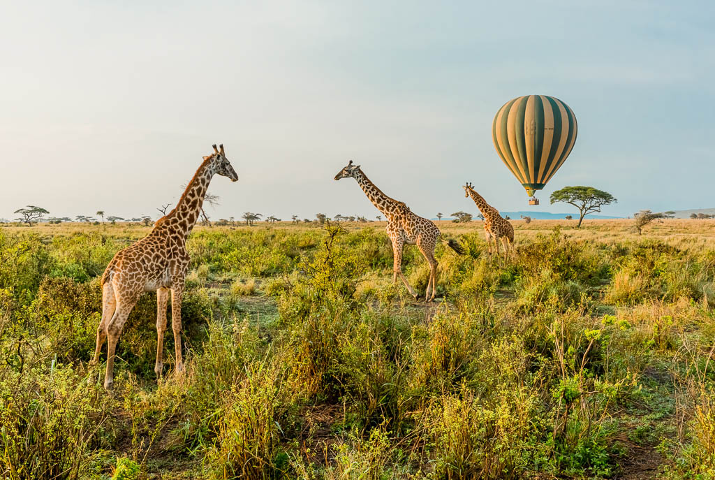 How many Days do you need in a Tanzania Safari Tour?
