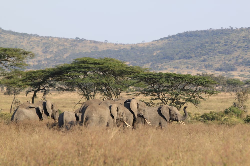 What is special about Serengeti national park?