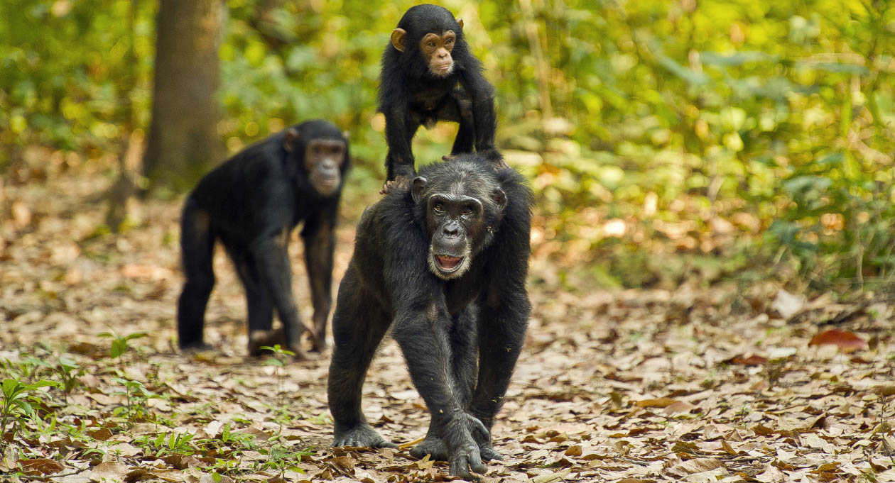gombe chimpanzees