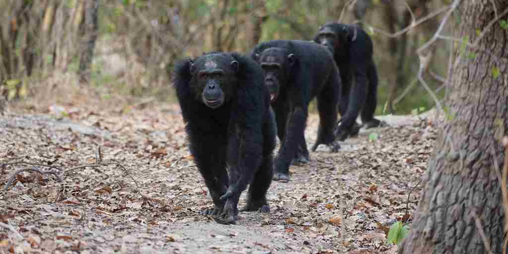 mahale chimpanzees