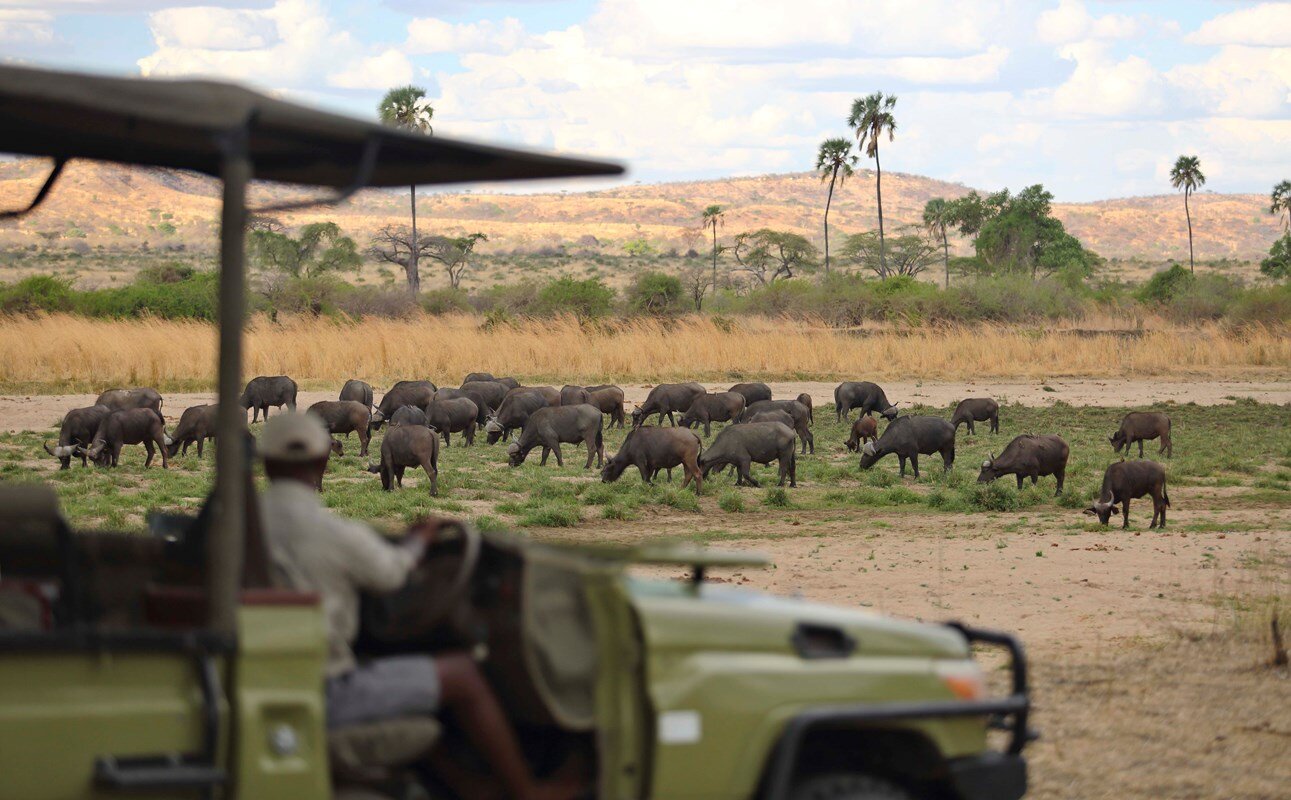 How to plan a best safari to the remote Ruaha national park in Tanzania?