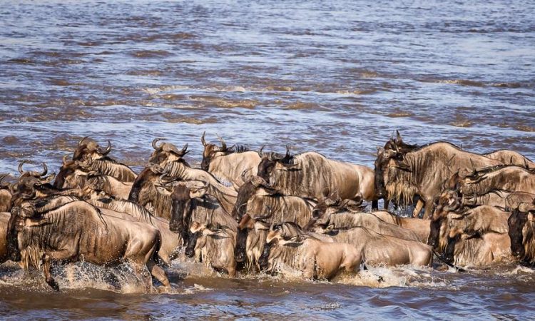 8 Must-Have Items To Take For An Unforgettable Wildebeest Migration Safari