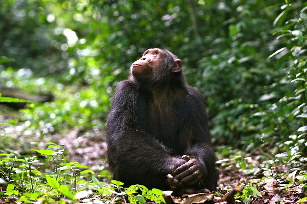 5 Best Destinations for Chimpanzee Trekking in Uganda