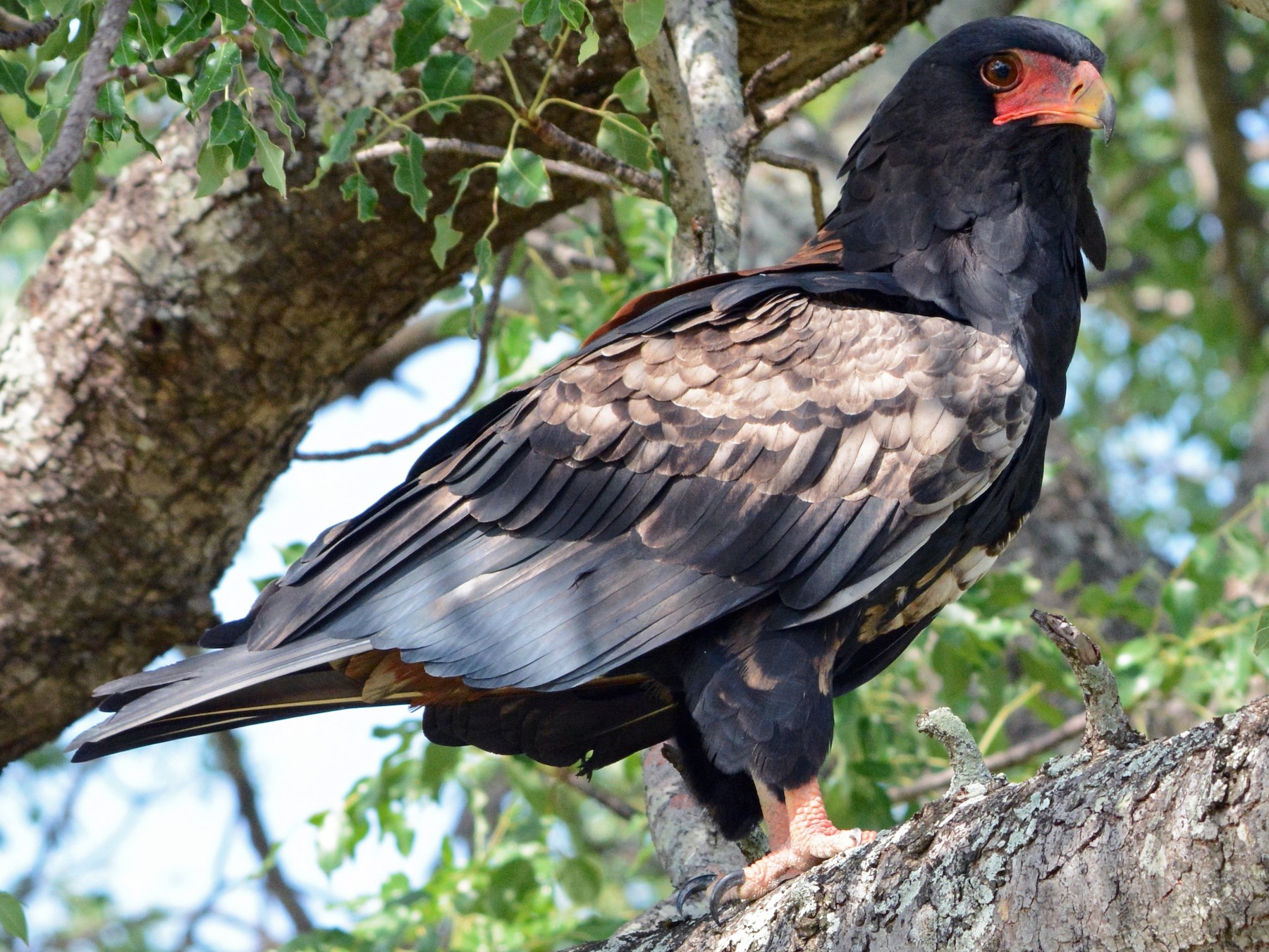 Murchison Falls National Bird Species and Along Kampala-Masindi Road